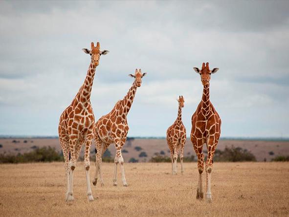 Wildlife Safari Experience