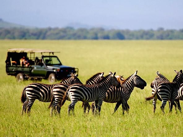 East African Wildlife